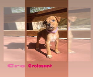American Staffordshire Terrier-Unknown Mix Dogs for adoption in San Antonio, TX, USA