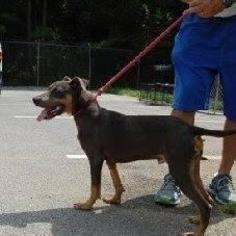 Doberman Pinscher-Unknown Mix Dogs for adoption in Laingsburg, MI, USA