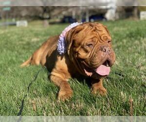 Dogue de Bordeaux Dogs for adoption in Derwood, MD, USA