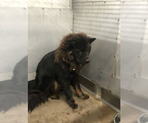 Chow Chow Dogs for adoption in San Bernardino, CA, USA