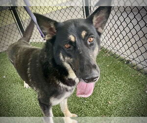 German Shepherd Dog Dogs for adoption in Tavares, FL, USA