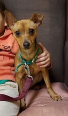 Chihuahua-Unknown Mix Dogs for adoption in Perth Amboy, NJ, USA