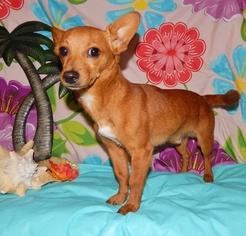Chiweenie Dogs for adoption in Old Fort , NC, USA