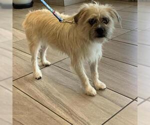 Norfolk Terrier Dogs for adoption in Long Beach, CA, USA