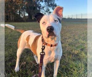 American Pit Bull Terrier-Unknown Mix Dogs for adoption in McKinleyville, CA, USA