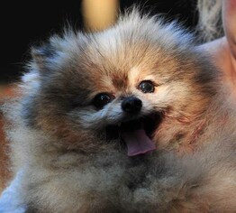 Medium Photo #1 Pomeranian Puppy For Sale in Vernonia, OR, USA
