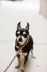 Chihuahua-Unknown Mix Dogs for adoption in See Website, CA, USA