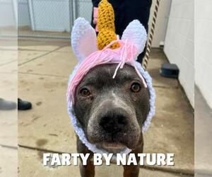 American Pit Bull Terrier Dogs for adoption in Louisville, KY, USA