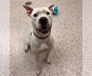 American Pit Bull Terrier Dogs for adoption in Brighton, CO, USA