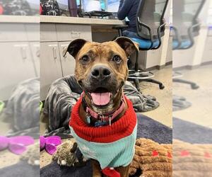 Mutt Dogs for adoption in Waterford, VA, USA