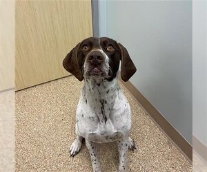 Pointer Dogs for adoption in Palmer, AK, USA