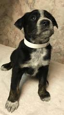Bogle Dogs for adoption in Charleston , WV, USA