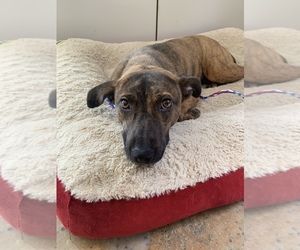 Plott Hound-Whippet Mix Dogs for adoption in Durham, NC, USA