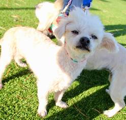 Poodle (Miniature)-Unknown Mix Dogs for adoption in Grass Valley, CA, USA