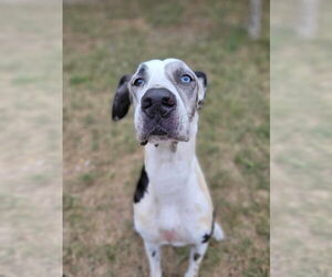 Great Dane Dogs for adoption in Bullard, TX, USA