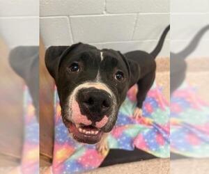 Bullboxer Pit Dogs for adoption in Brighton, CO, USA