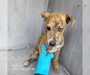 American Staffordshire Terrier-Unknown Mix Dogs for adoption in San Antonio, TX, USA