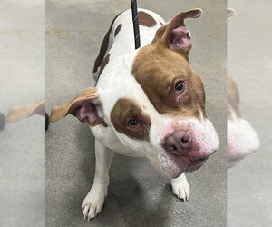 Mutt Dogs for adoption in Forestville, MD, USA