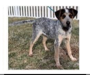 Mutt Dogs for adoption in garner, NC, USA