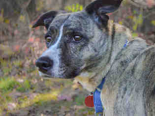 Catahoula Leopard Dog Dogs for adoption in Pittsburgh, PA, USA