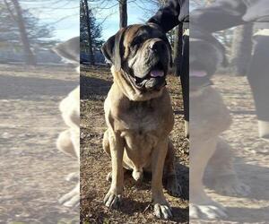 Mastiff Dogs for adoption in Edmond, OK, USA