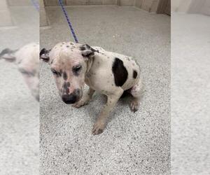 Dalmatian-Unknown Mix Dogs for adoption in Conroe, TX, USA