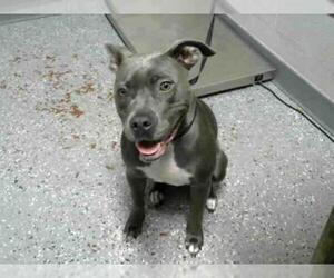 Medium Photo #1 Blue Lacy Puppy For Sale in Atlanta, GA, USA