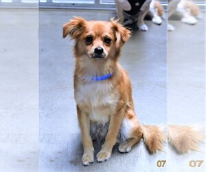 Chiranian Dogs for adoption in San Jacinto, CA, USA