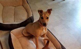 Carolina Dog-Unknown Mix Dogs for adoption in Rockford, IL, USA