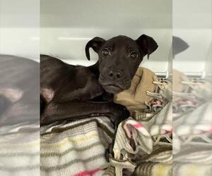 American Staffordshire Terrier Dogs for adoption in Louisville, KY, USA