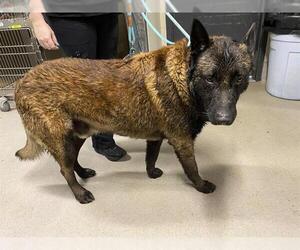 Mutt Dogs for adoption in Modesto, CA, USA