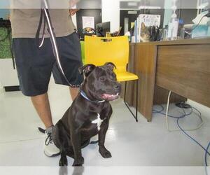 American Pit Bull Terrier Dogs for adoption in Temple, TX, USA