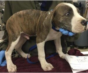 Boxer-Unknown Mix Dogs for adoption in Riverside, CA, USA
