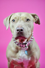 American Pit Bull Terrier-Labrador Retriever Mix Dogs for adoption in Kerhonkson, NY, USA