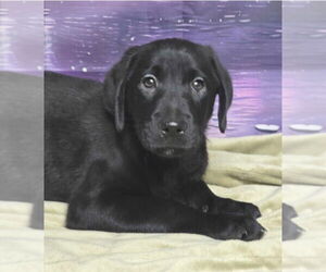 Labrador Retriever-Unknown Mix Dogs for adoption in Lakewood, CO, USA