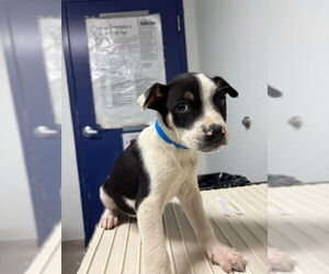 Mutt Dogs for adoption in Bakersfield, CA, USA