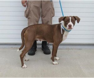 Boxador Dogs for adoption in Louisville, KY, USA