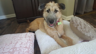 Airedale Terrier-Unknown Mix Dogs for adoption in Agoura Hills, CA, USA