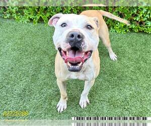 American Pit Bull Terrier Dogs for adoption in West Palm Beach, FL, USA