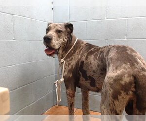 Great Dane Dogs for adoption in Downey, CA, USA