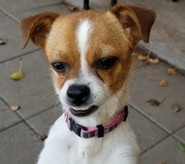 Small Chihuahua Mix