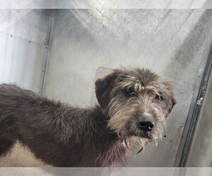 Unknown-Welsh Terrier Mix Dogs for adoption in San Bernardino, CA, USA