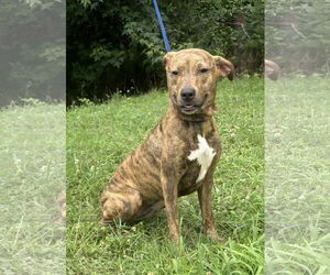 American Pit Bull Terrier-Unknown Mix Dogs for adoption in Wetumpka, AL, USA