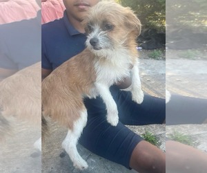 Mutt Dogs for adoption in Pompano Beach , FL, USA