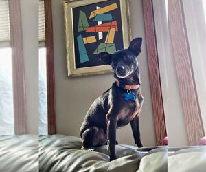 Chihuahua-Unknown Mix Dogs for adoption in Minneapolis, MN, USA