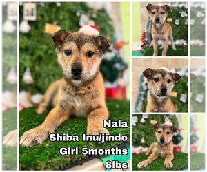 Shiba Inu-Unknown Mix Dogs for adoption in Seattle, WA, USA