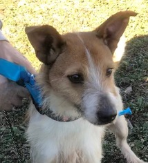 Mutt Dogs for adoption in Coleman, TX, USA