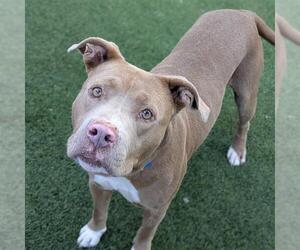Mutt Dogs for adoption in Las Vegas, NV, USA