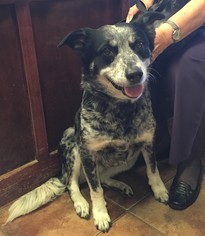 Texas Heeler Dogs for adoption in Amarillo, TX, USA