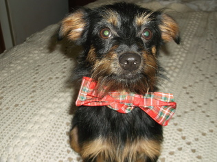 Medium Photo #1 Mutt Puppy For Sale in Columbia, TN, USA